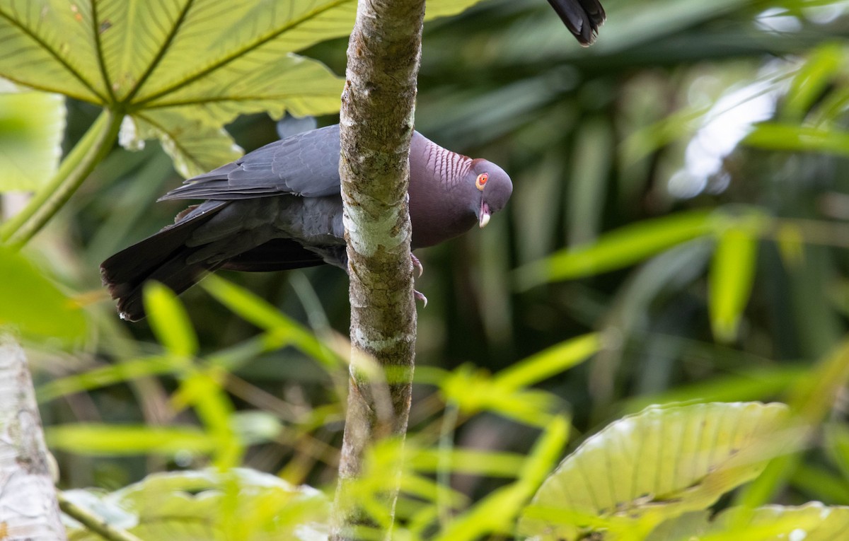 Scaly-naped Pigeon - ML457831241