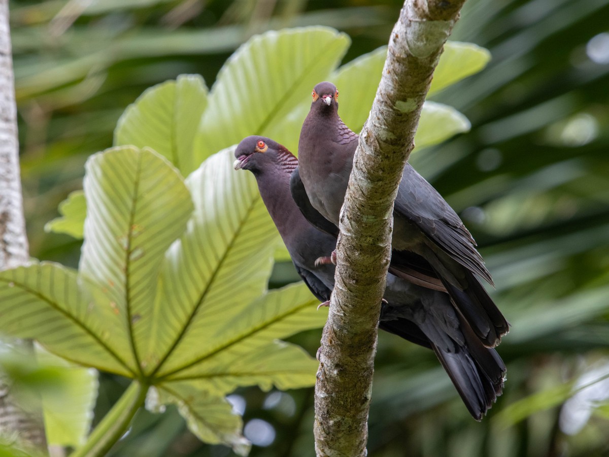Scaly-naped Pigeon - ML457831251