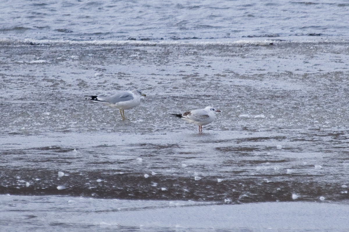 Mouette rieuse - ML45783191