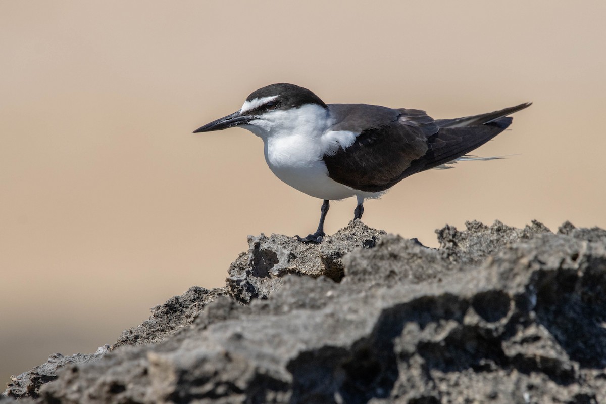 Bridled Tern - ML457832991