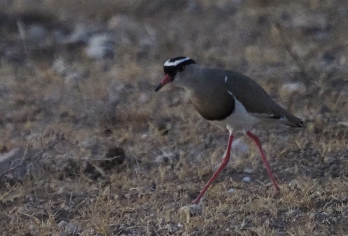 Crowned Lapwing - ML457834571