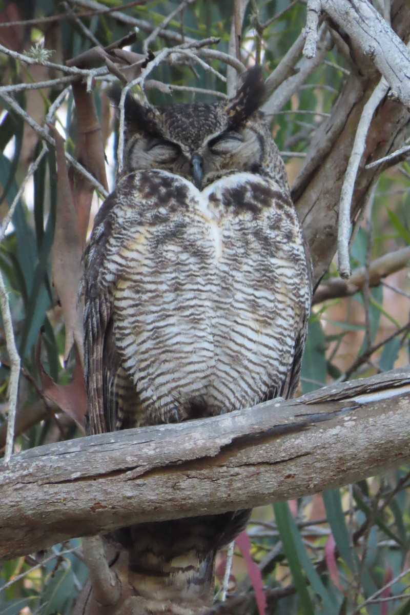 Great Horned Owl - ML457836141