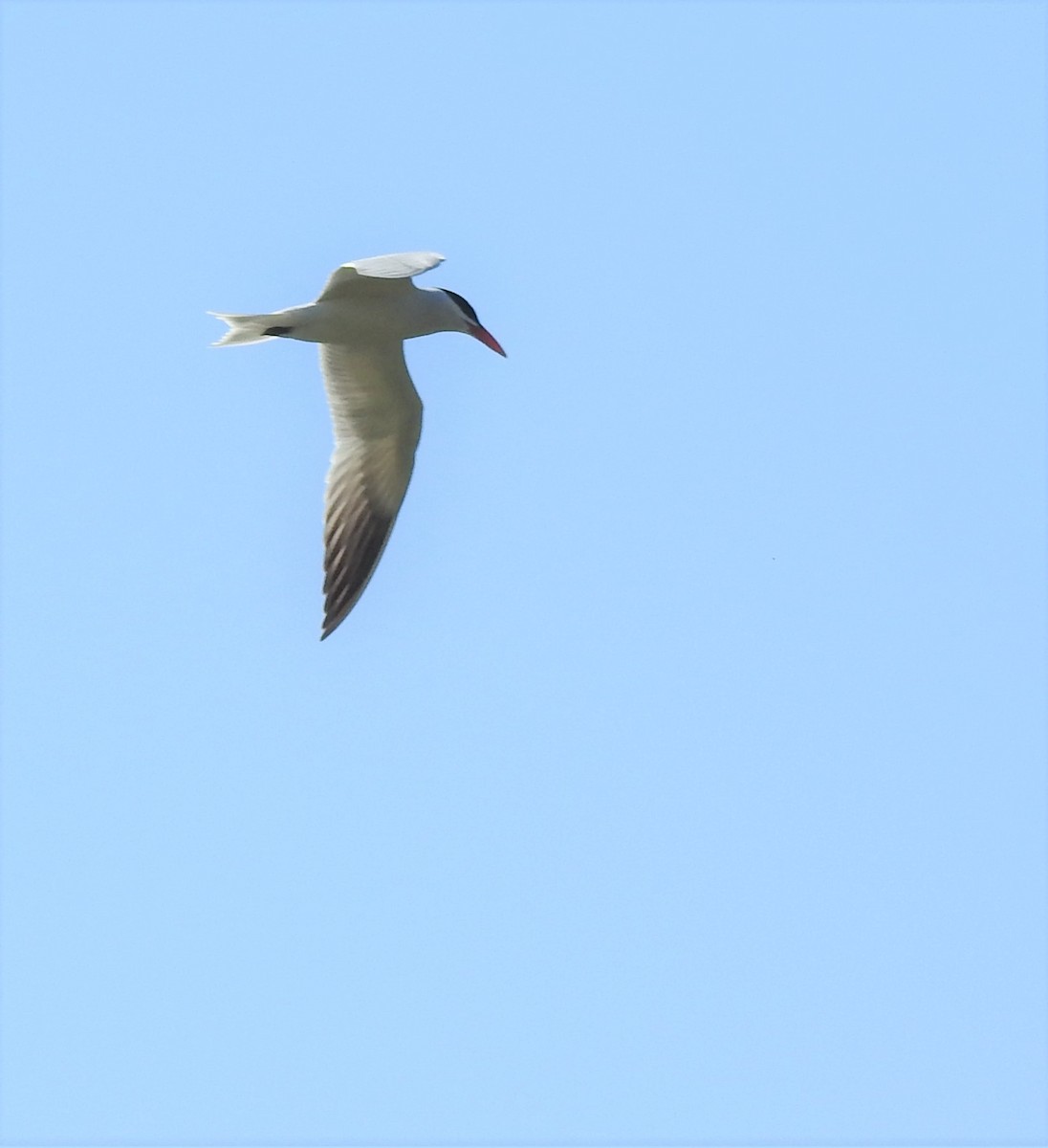 Caspian Tern - ML457837251