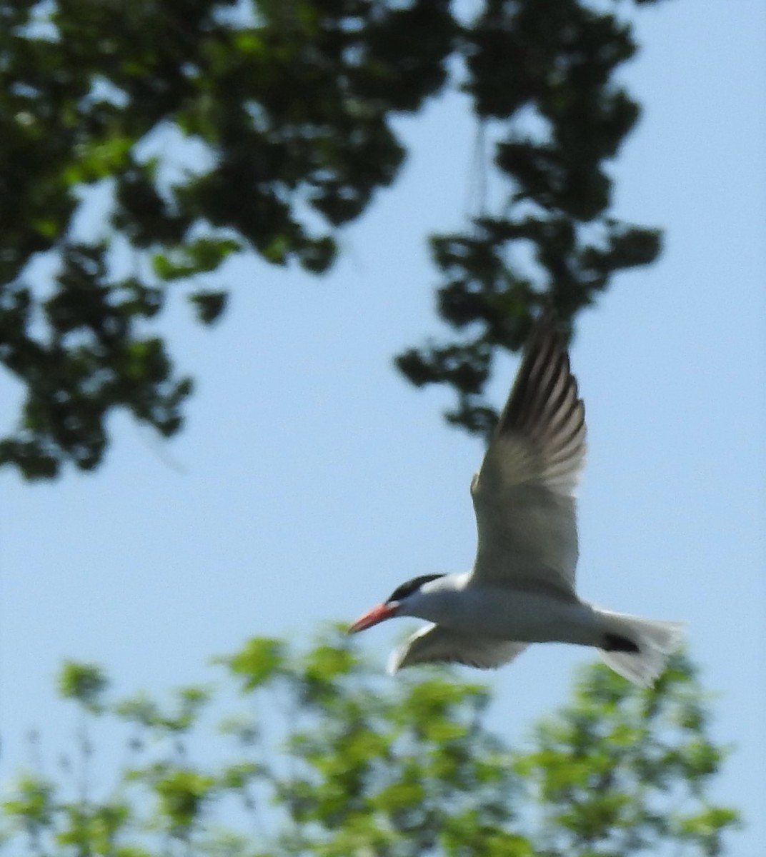 Caspian Tern - ML457837421