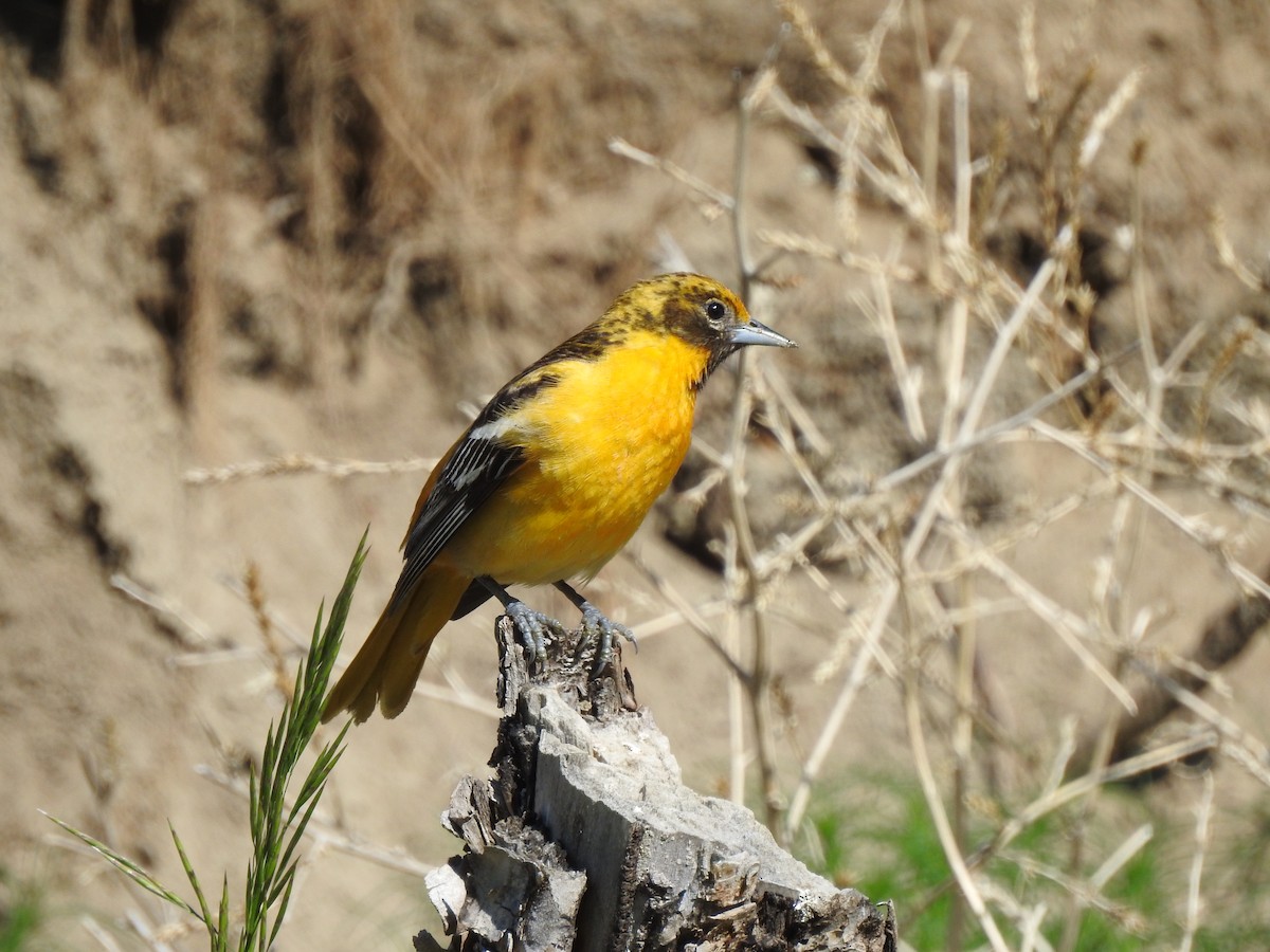 Baltimore Oriole - ML457837561