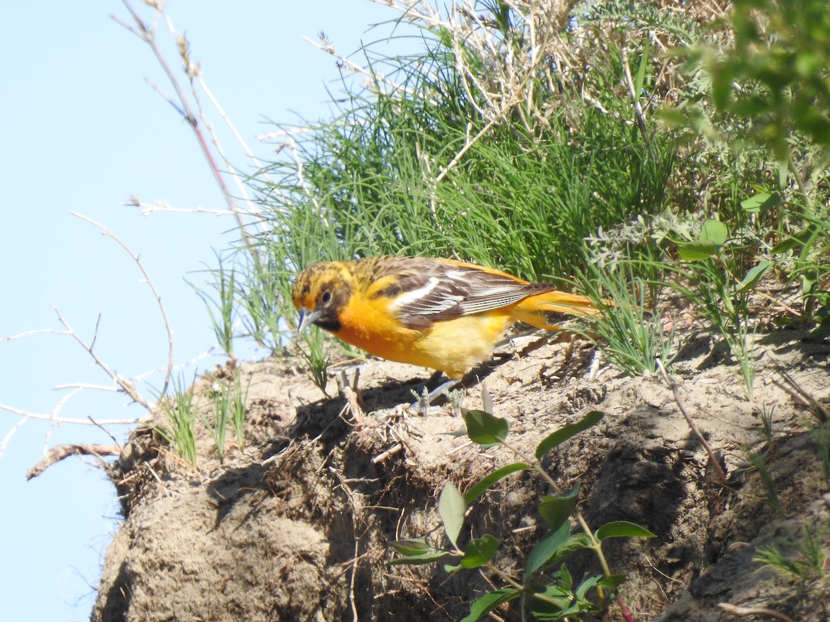 Baltimore Oriole - ML457837601