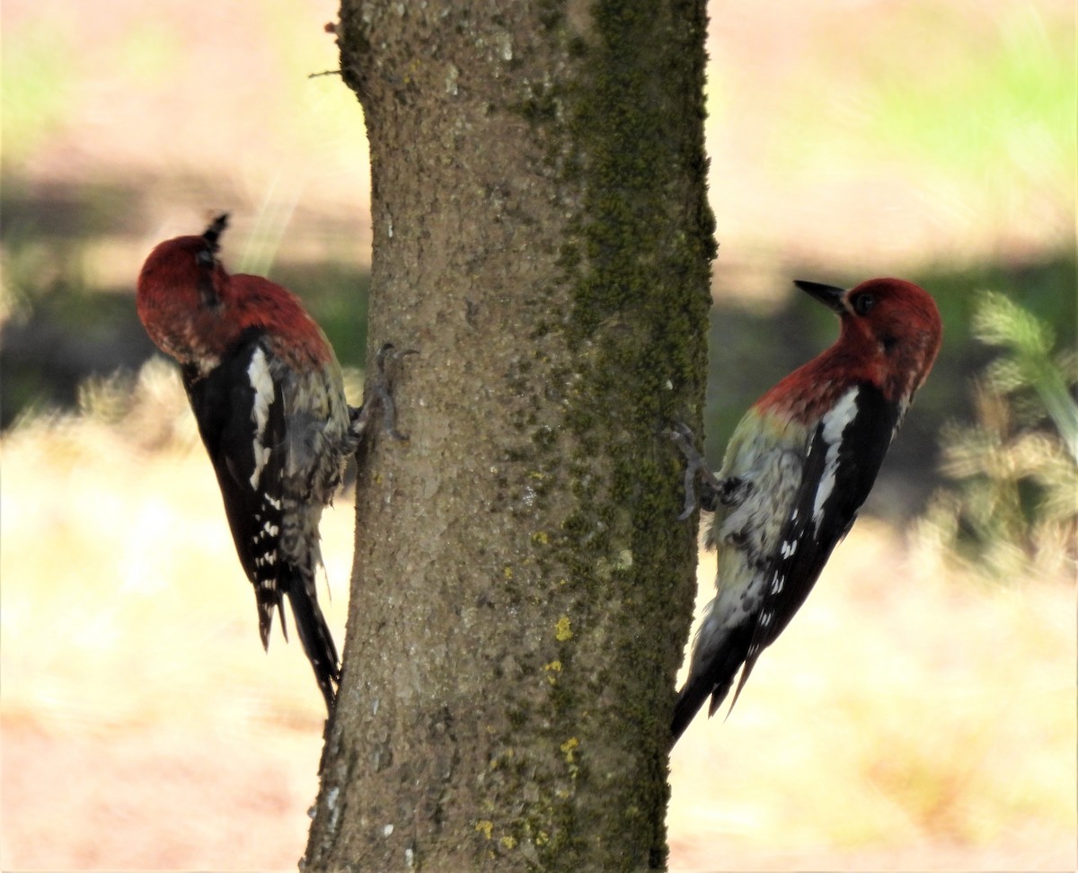 Red-breasted Sapsucker - ML457842591
