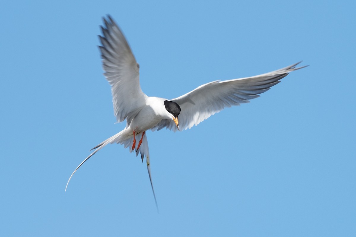 Forster's Tern - Nikhil Patwardhan