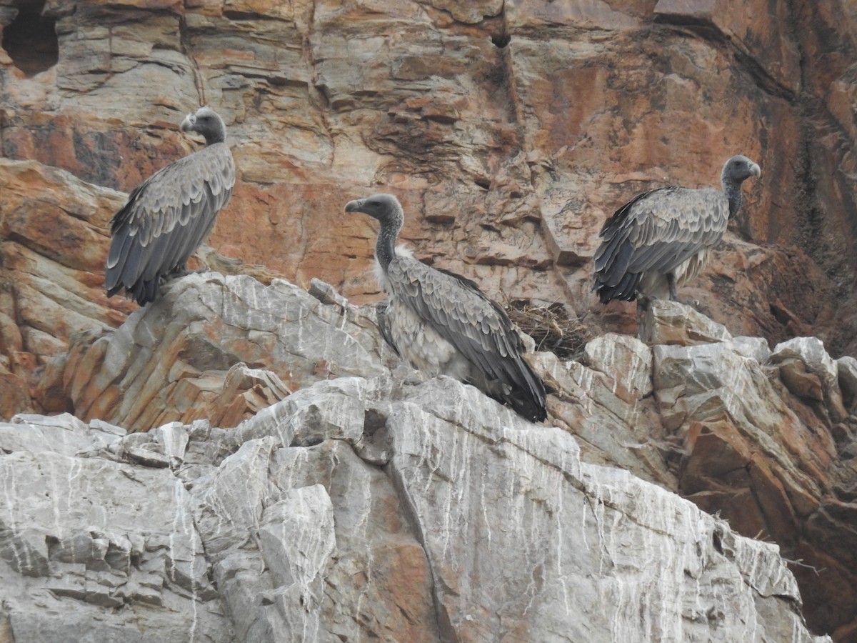 Indian Vulture - ML457846121