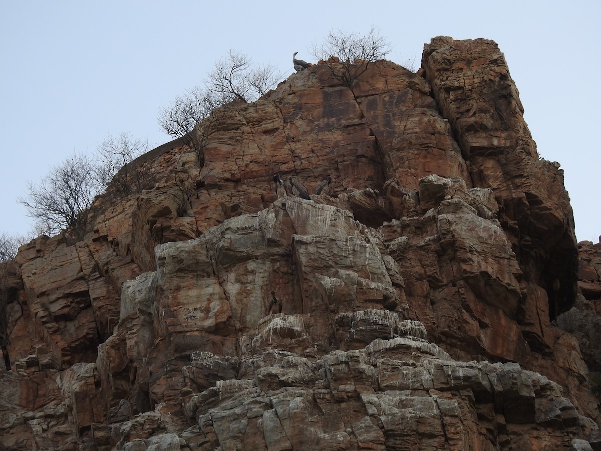 Indian Vulture - ML457846141