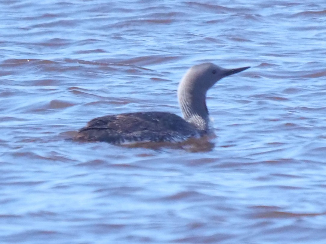 Red-throated Loon - Roger Horn