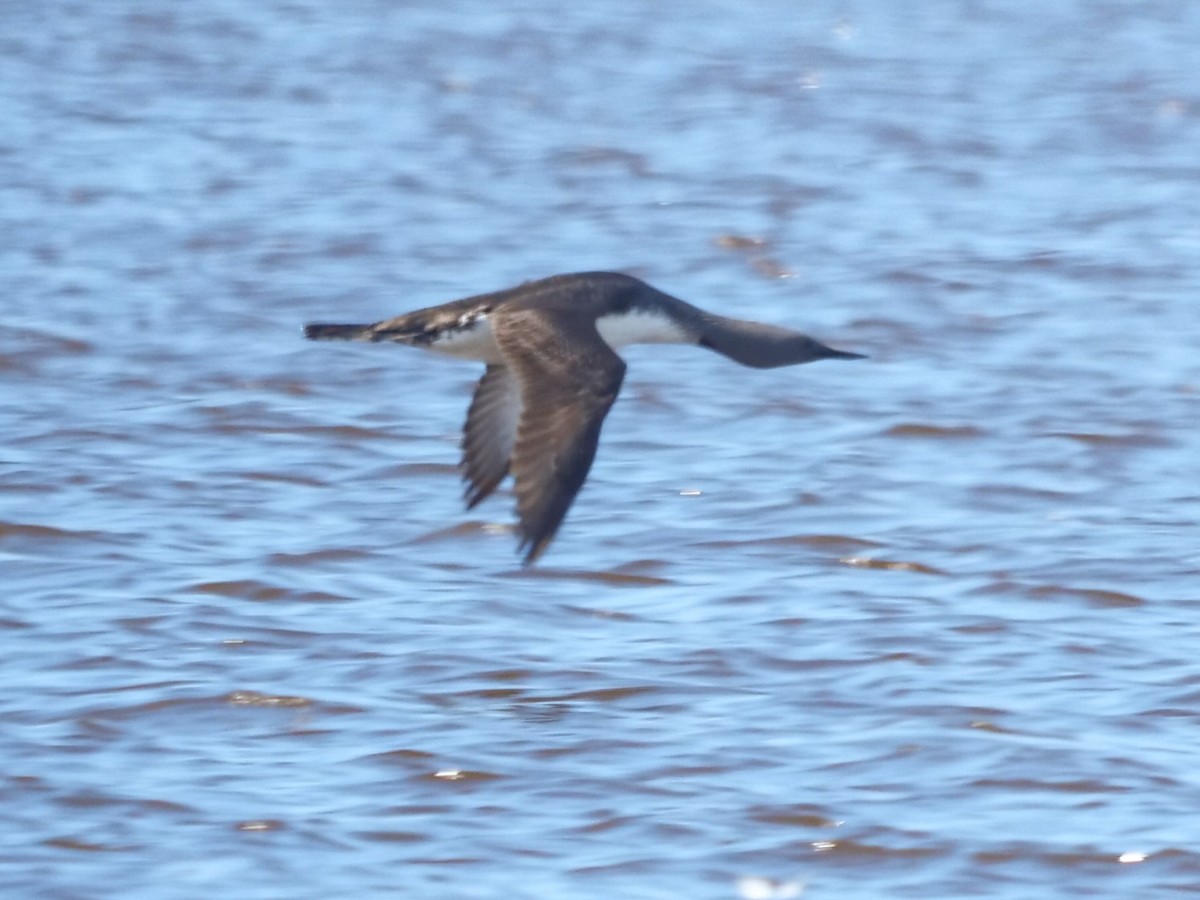 Red-throated Loon - Roger Horn