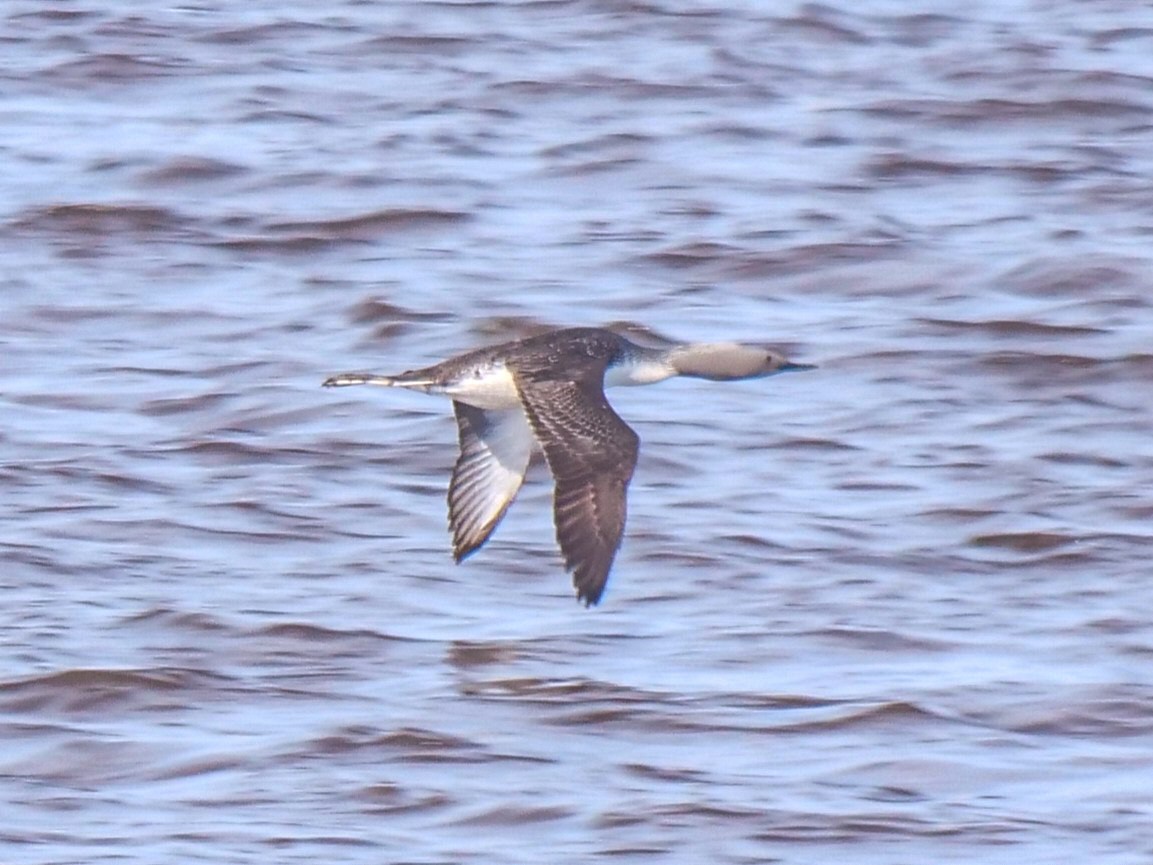 Red-throated Loon - Roger Horn