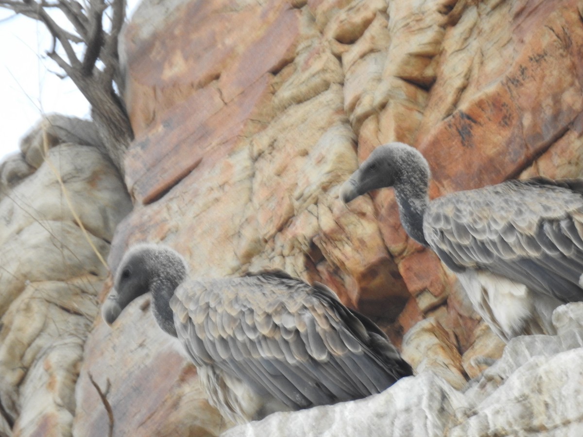 Indian Vulture - ML457846491