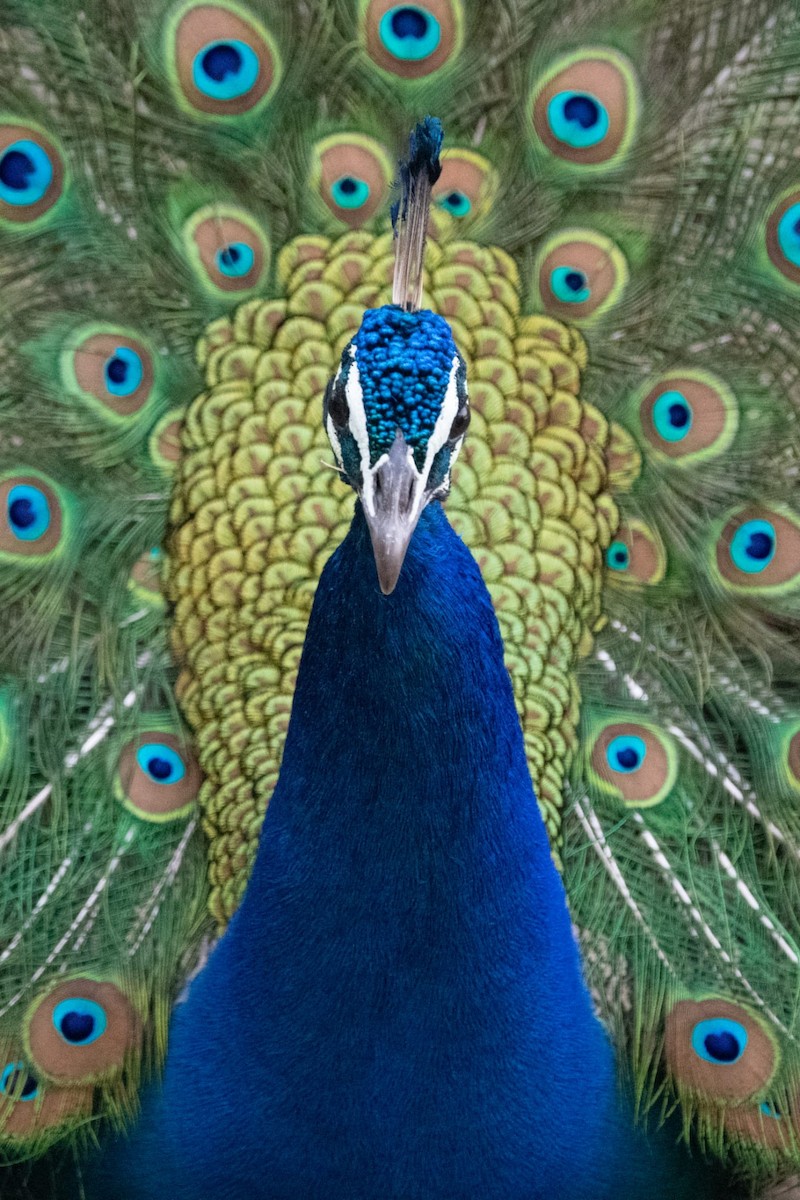 Indian Peafowl - Moishie Hersko