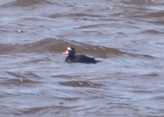 Surf Scoter - ML457847791