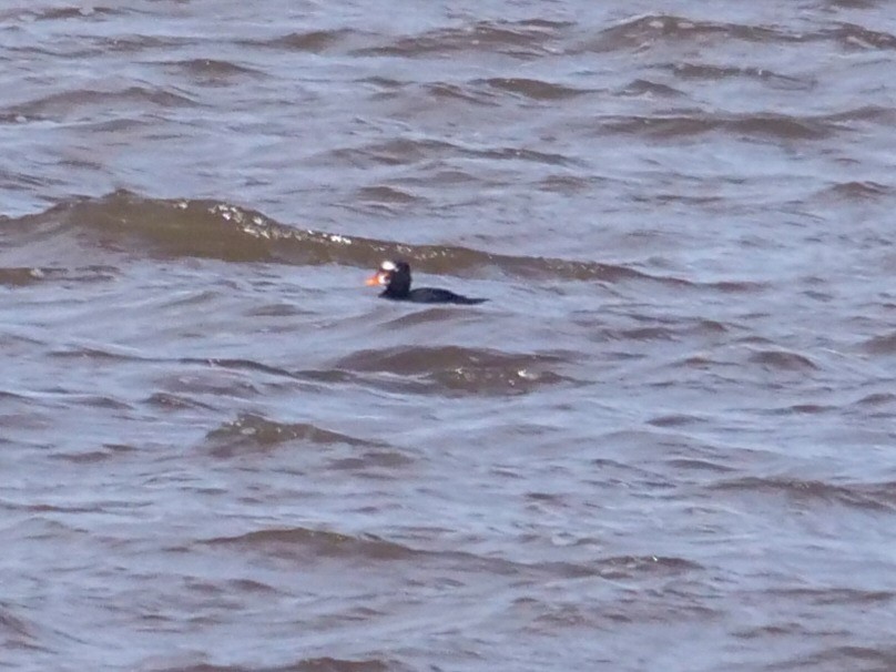 Surf Scoter - ML457847801