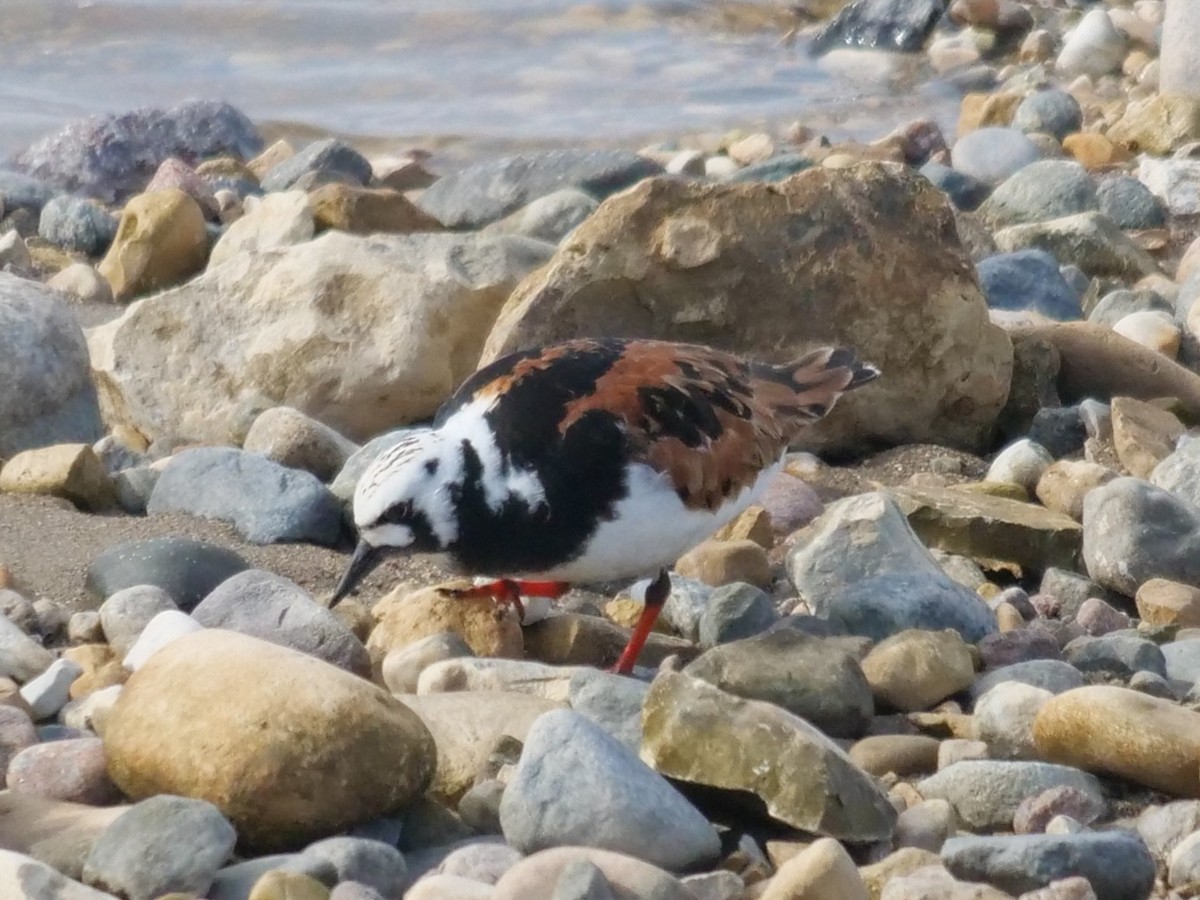 Ruddy Turnstone - ML457848481