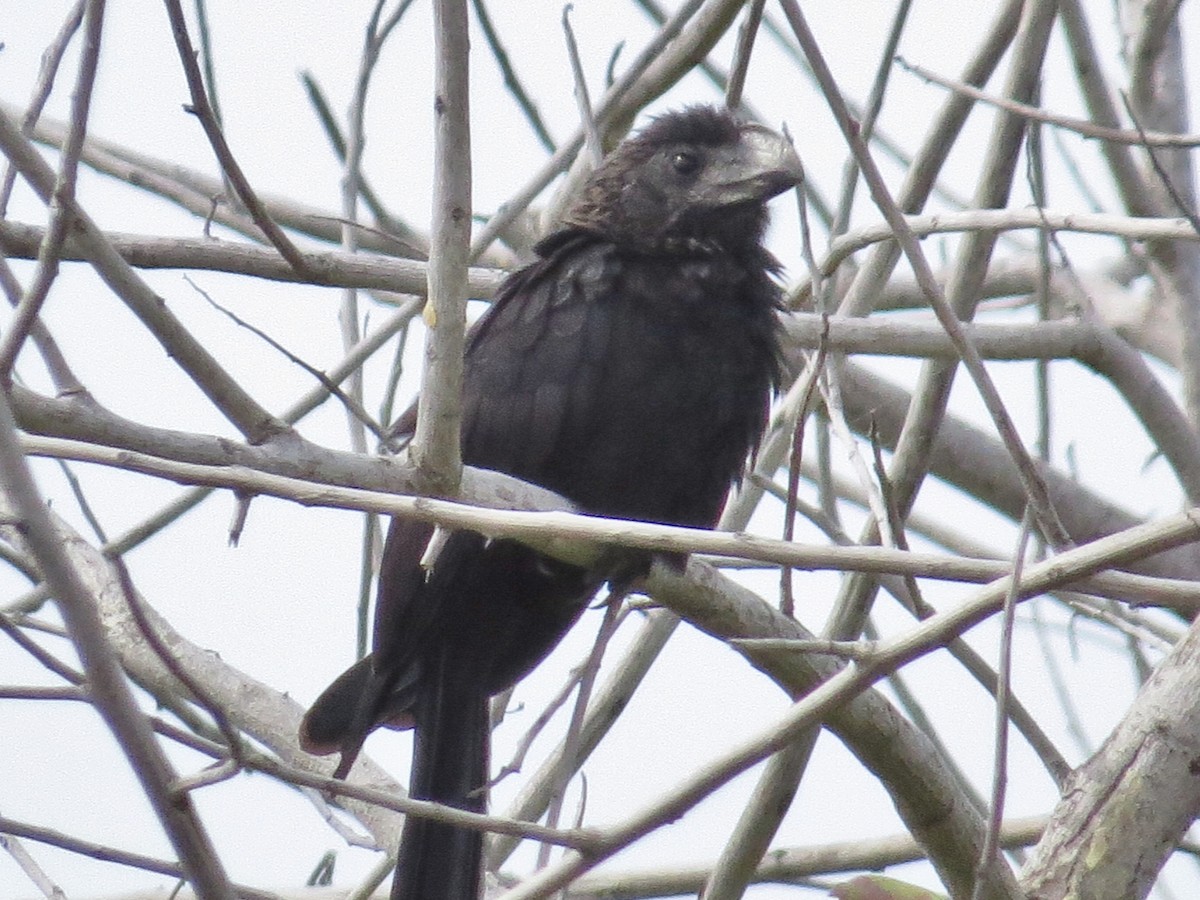 Smooth-billed Ani - ML45784981