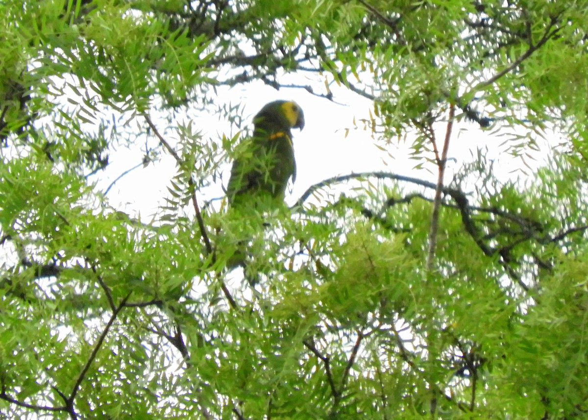Turquoise-fronted Parrot - ML457850221