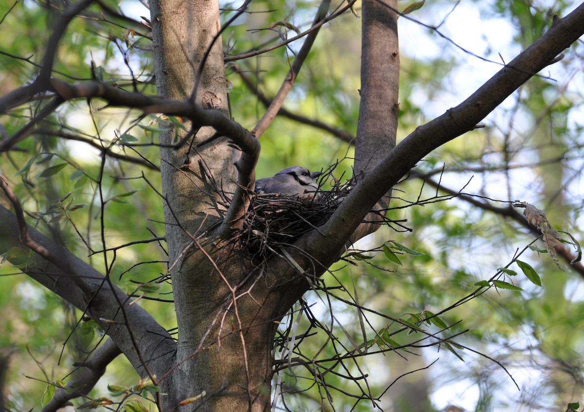 Blue Jay - ML457850811