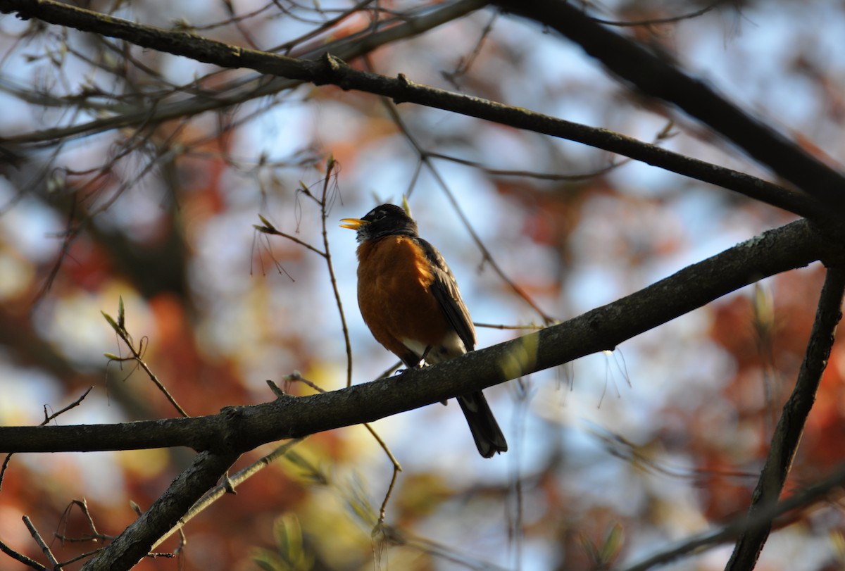 American Robin - ML457851371