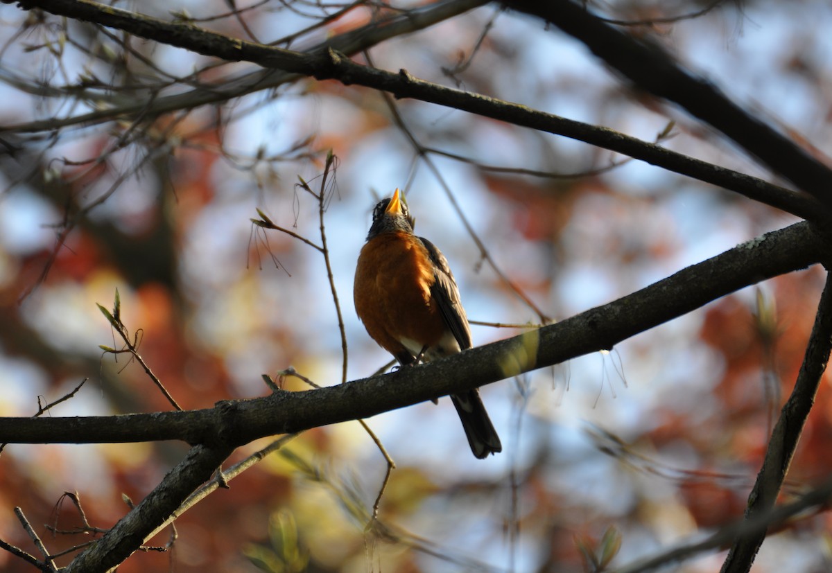 American Robin - ML457851491