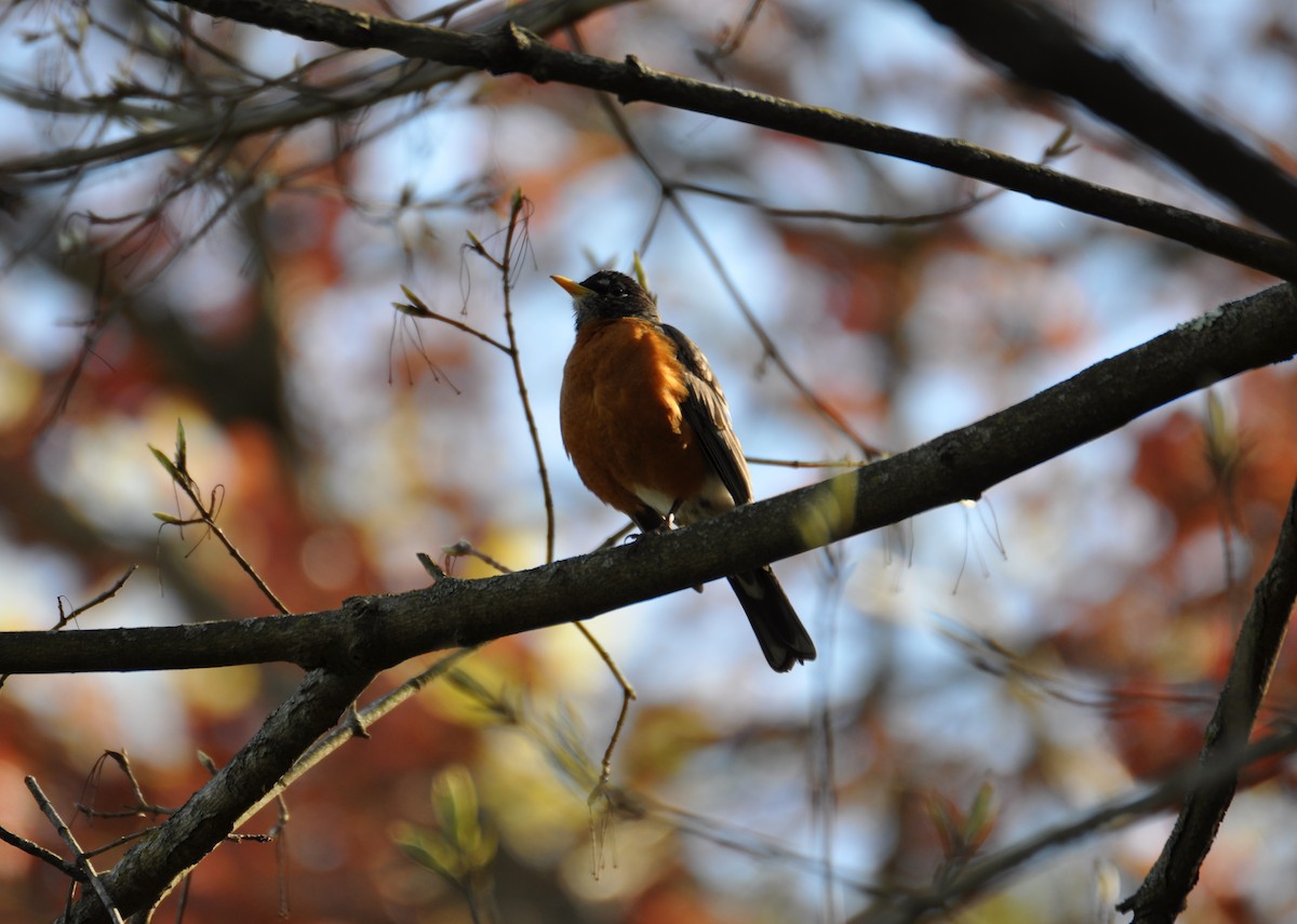 American Robin - ML457851611