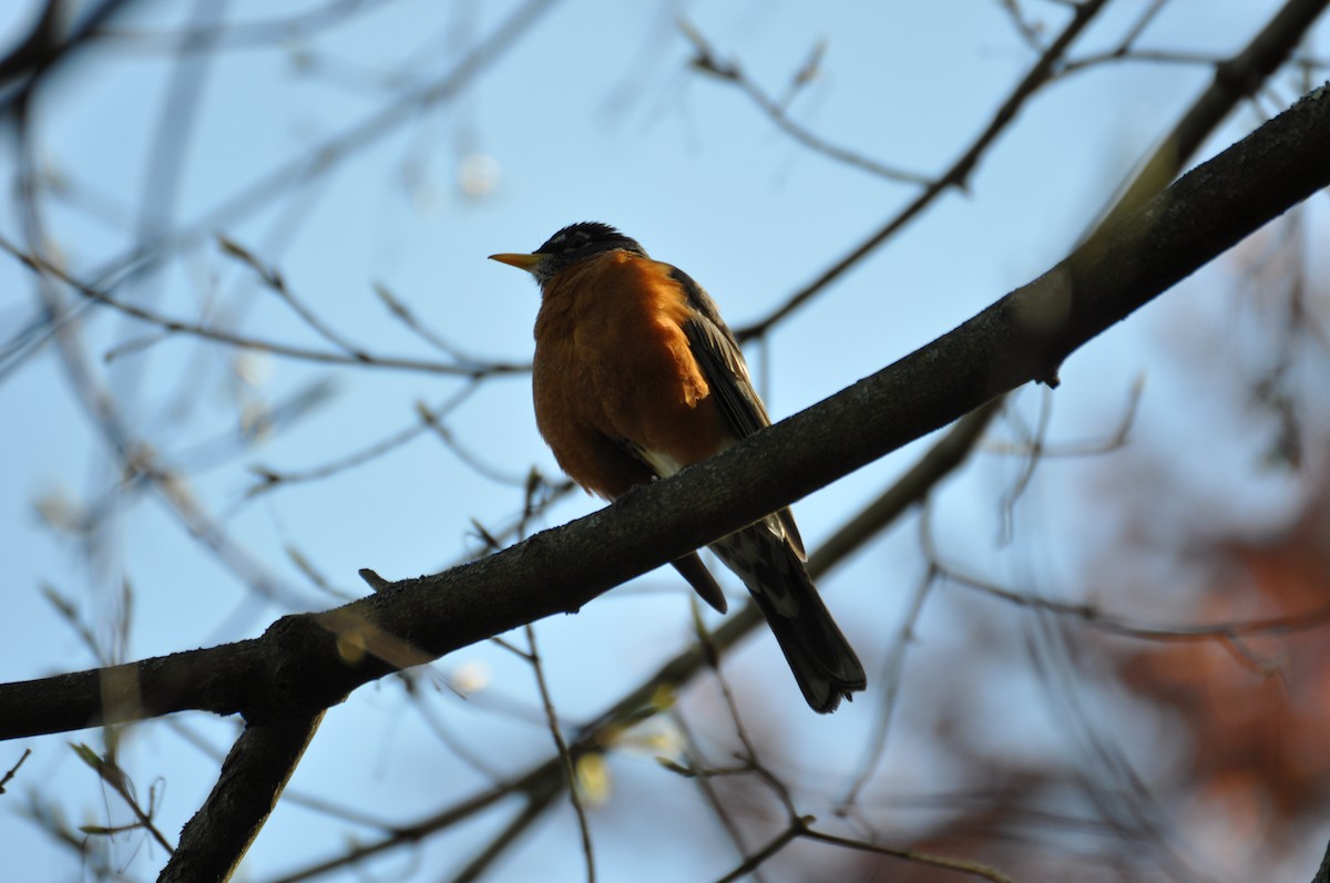 American Robin - ML457851641