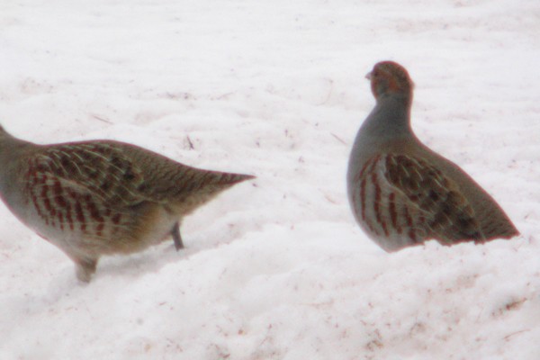 Gray Partridge - ML45785261