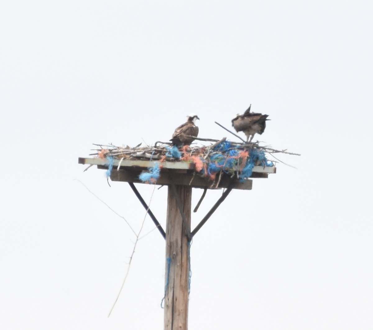 Osprey - ML457853821