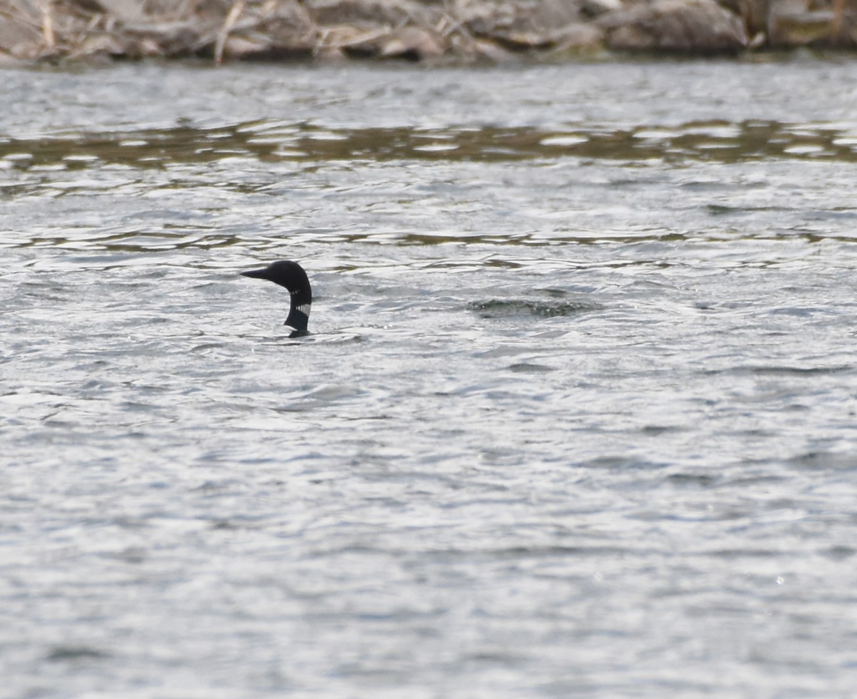 Common Loon - ML457853941