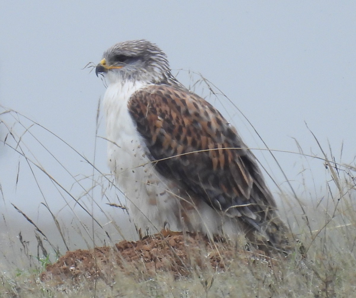 Königsbussard - ML457853951