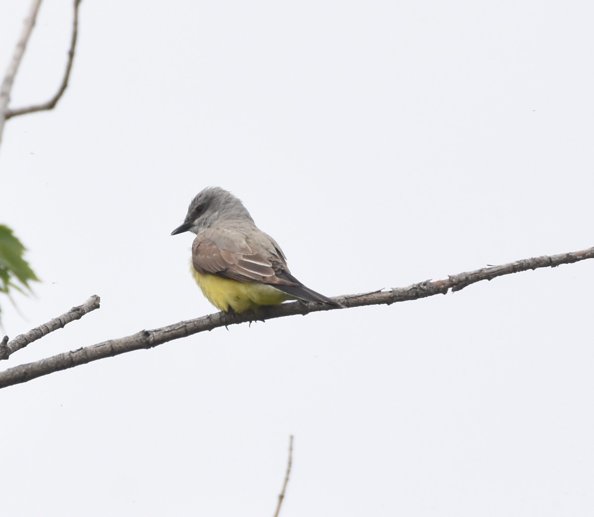 Western Kingbird - ML457854041
