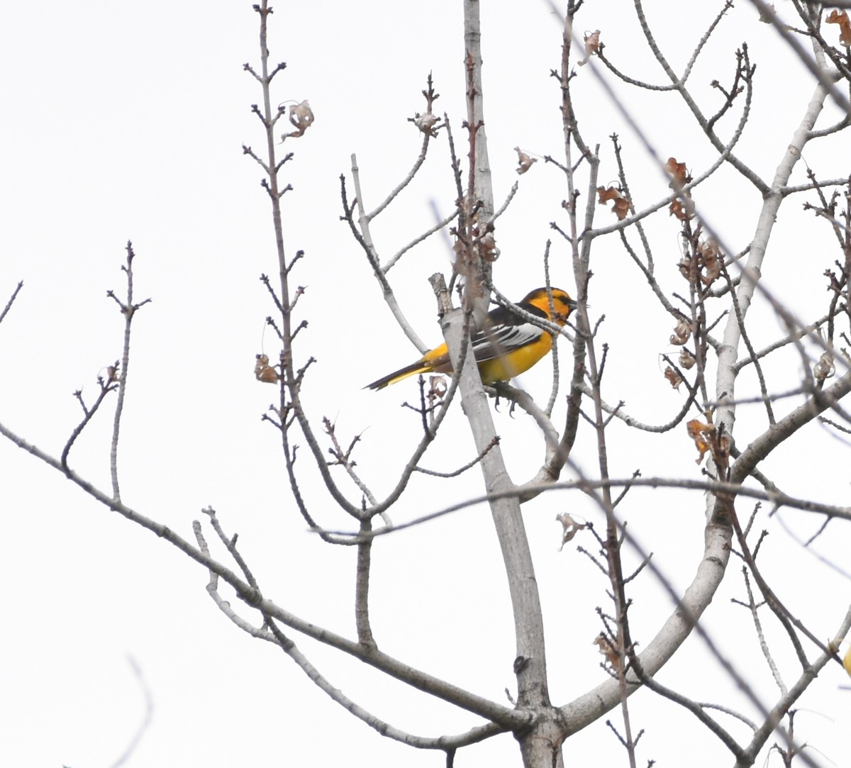 Bullock's Oriole - ML457854051
