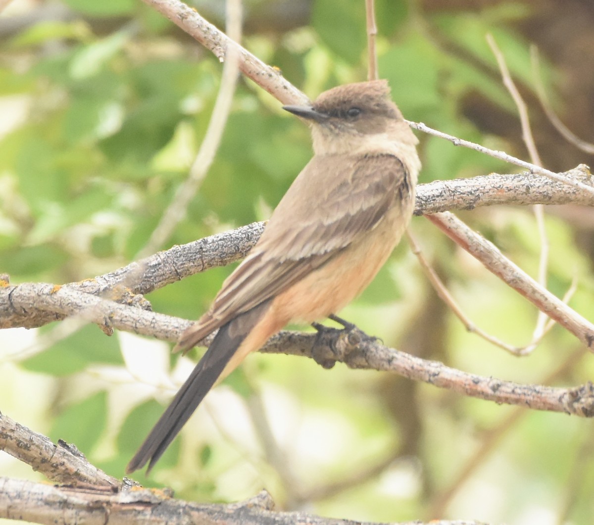Say's Phoebe - ML457854211