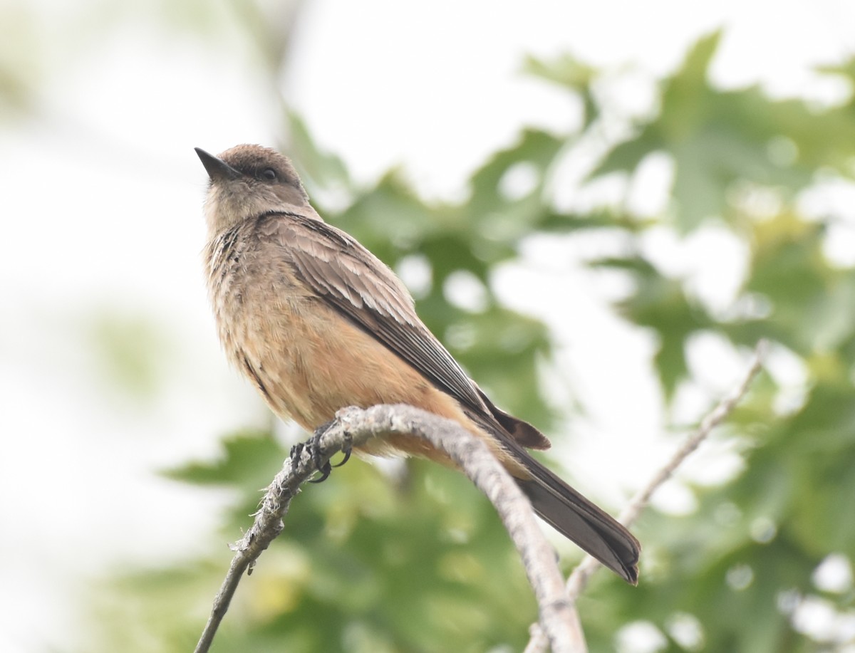 Say's Phoebe - ML457854261