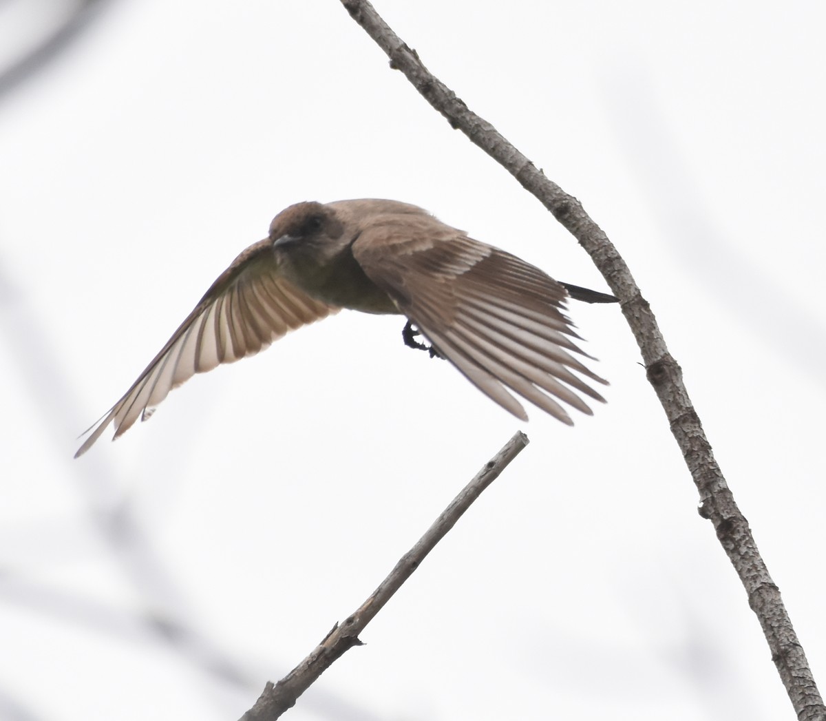 Say's Phoebe - ML457854271