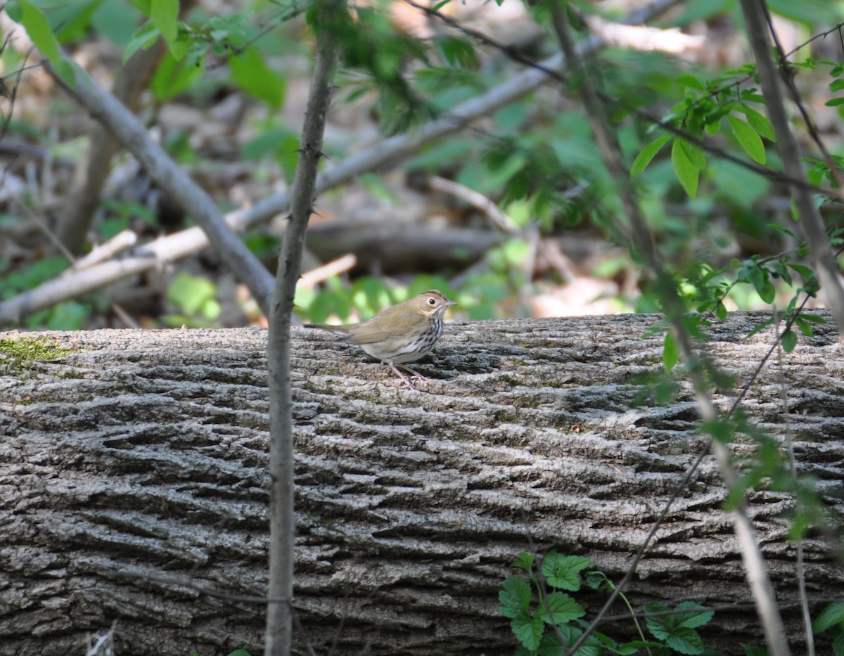 Ovenbird - N Roemer