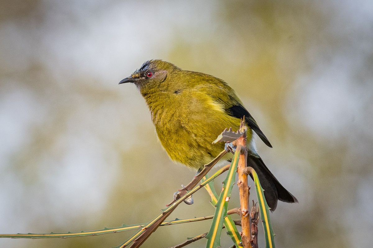 New Zealand Bellbird - ML457857751