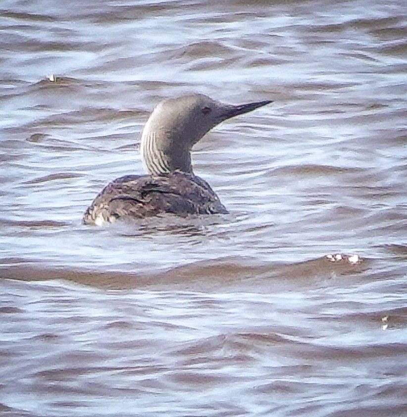 Red-throated Loon - ML457858051