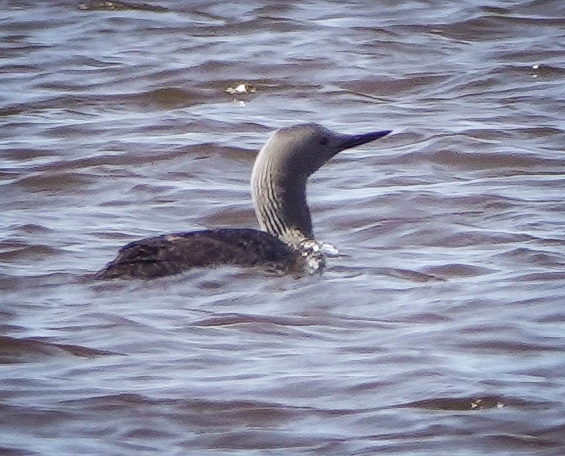 Red-throated Loon - ML457858061