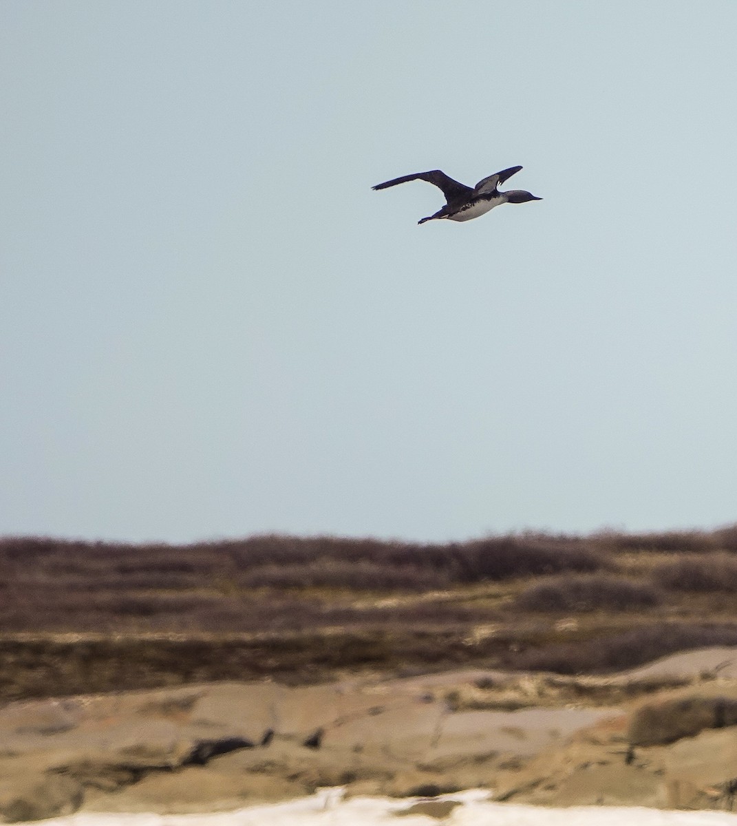 Red-throated Loon - ML457858091