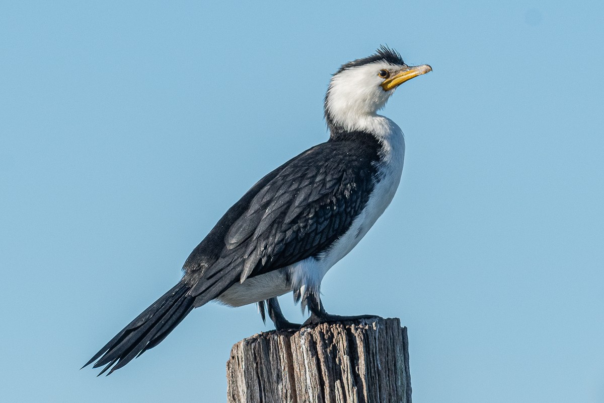 Little Pied Cormorant - ML457859501