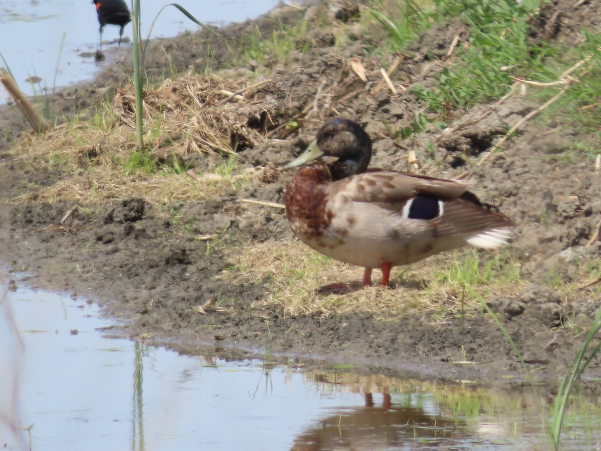 Mallard - George Chrisman