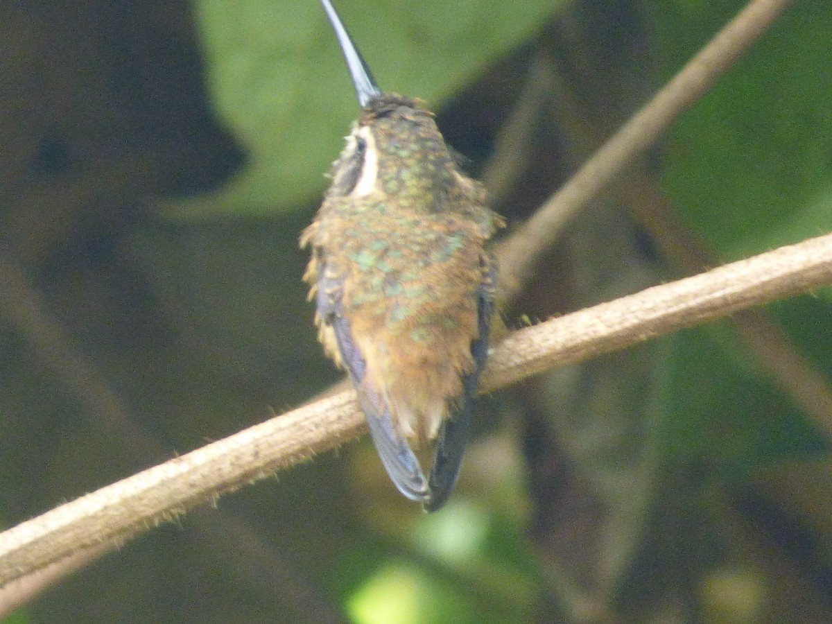 Speckled Hummingbird - ML457862041