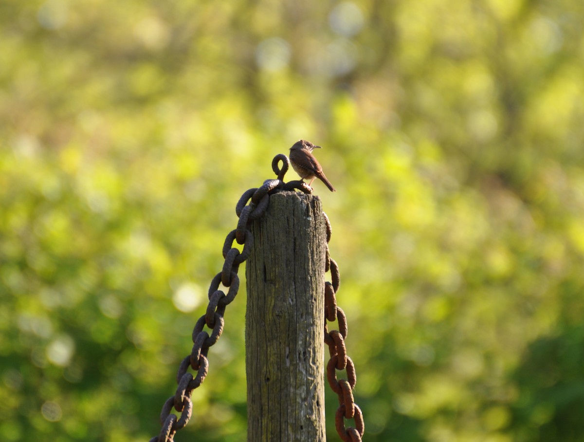 House Wren - ML457863091