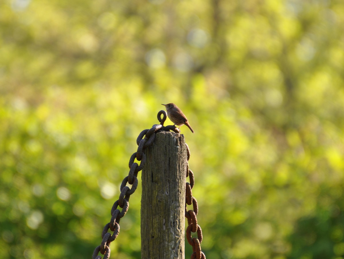 House Wren - ML457863191