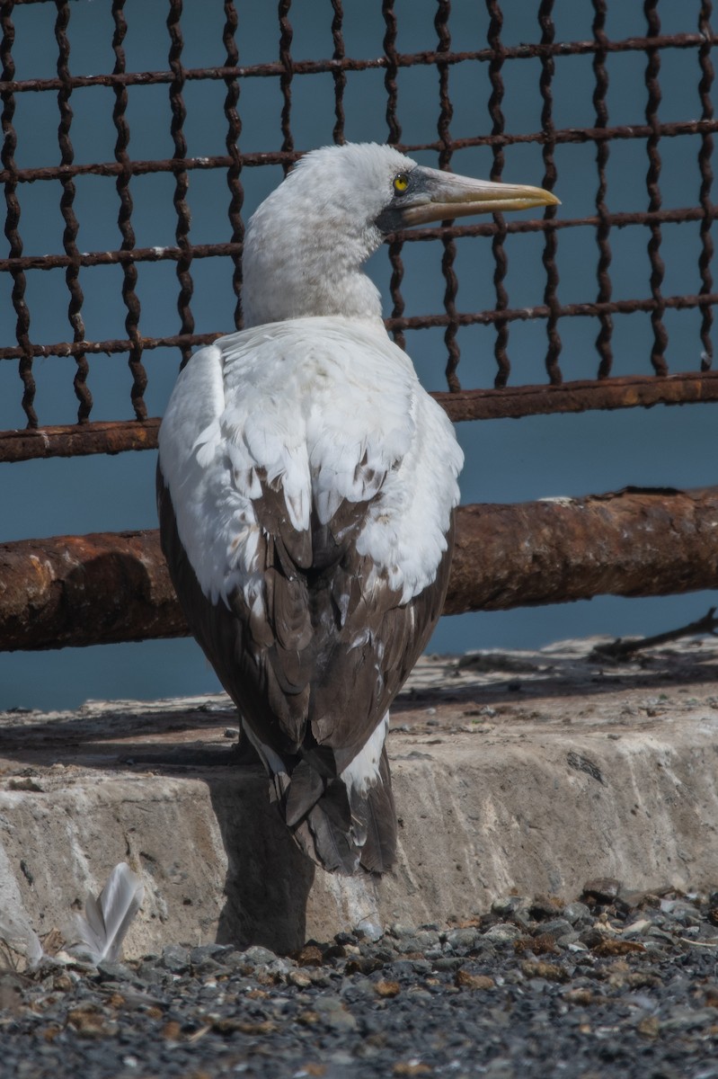Nazca Booby - ML457863291