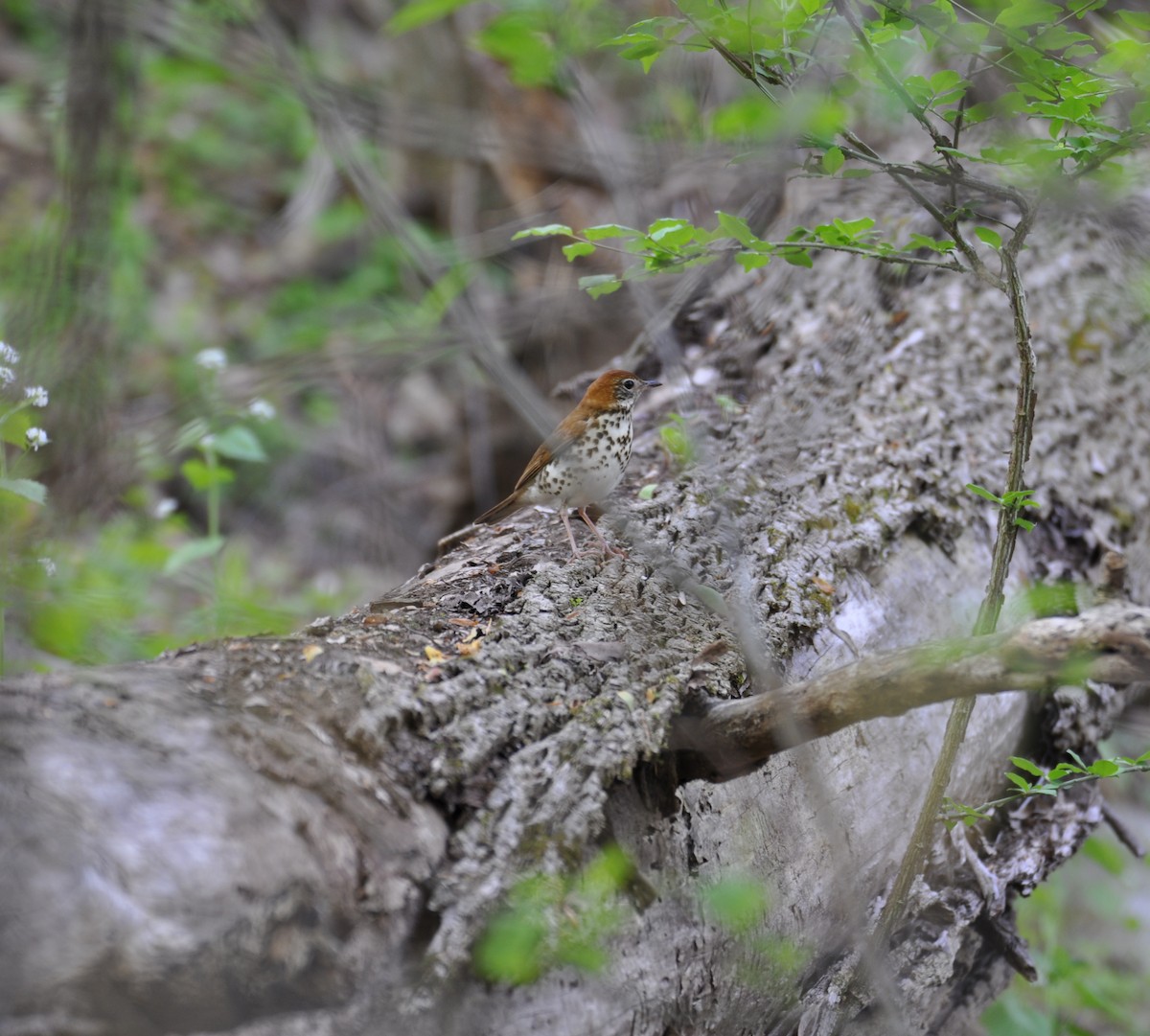 Wood Thrush - ML457863791